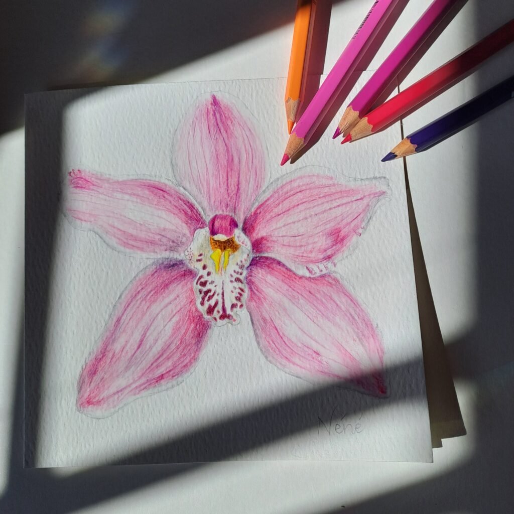 pencil art by Nene from petals on parchment art studio based in South Africa. Featuring a orchid