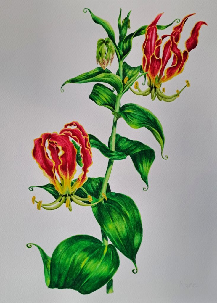 watercolour art by Nene from petals on parchment art studio based in South Africa. Featuring a Fire-lily "Gloriosa superba" botanical illustration