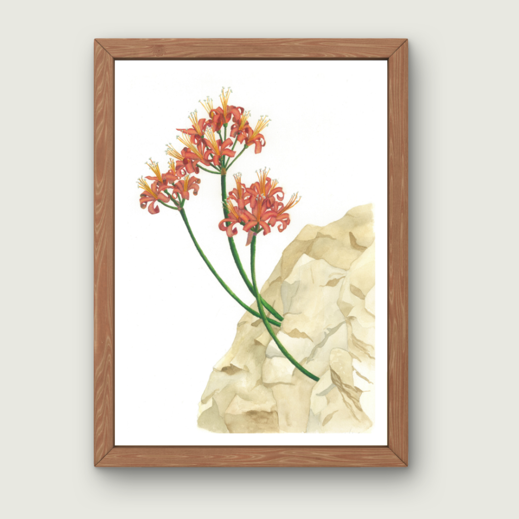 Nerine Sarniensis | Art Print