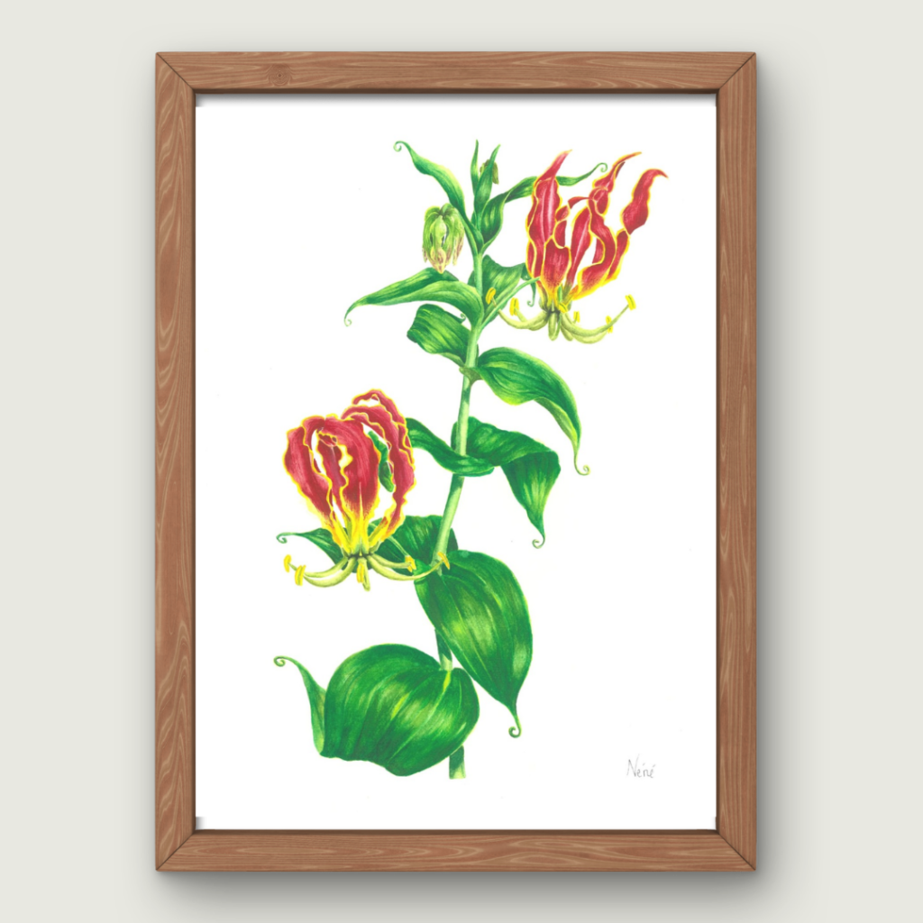 Gloriosa Superba | Art Print