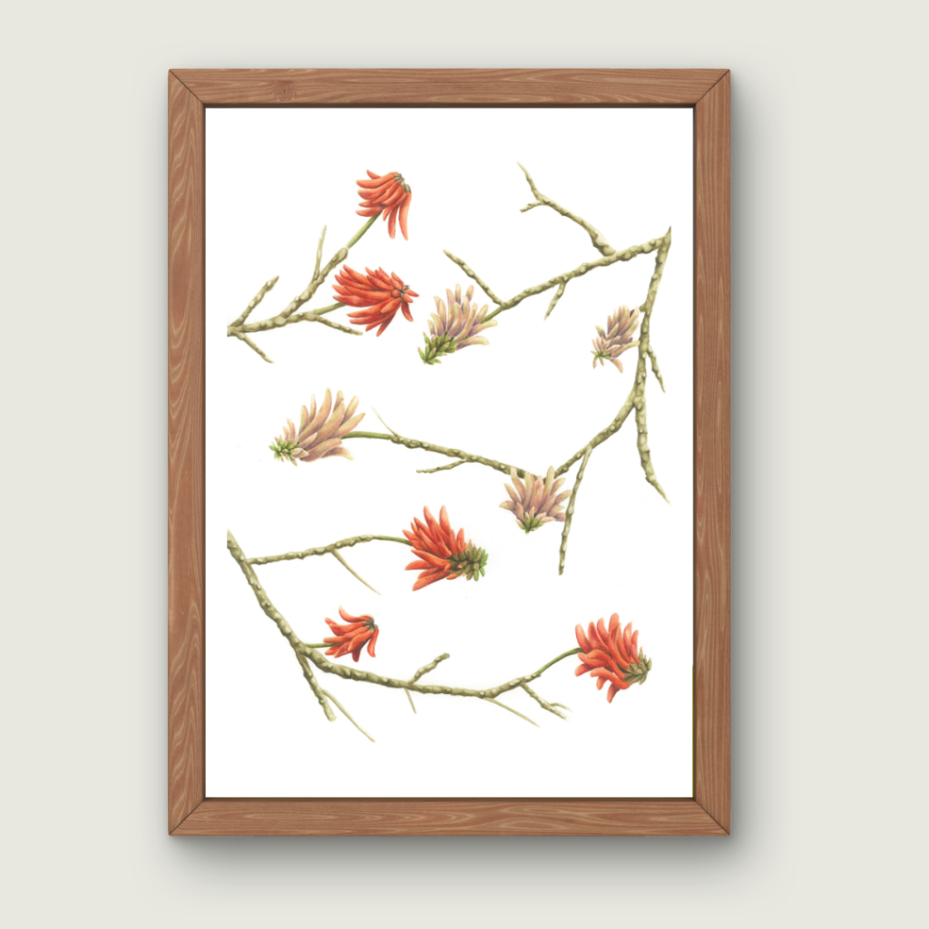 Erythrina Lysistemon | Art Print